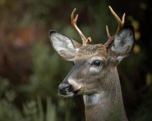 Exosomes: Deer antler stem cell-derived exosomes: a regenerative medicine powerhouse from nature’s own repair kit – Frontiers